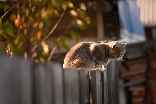 kočka na plotě