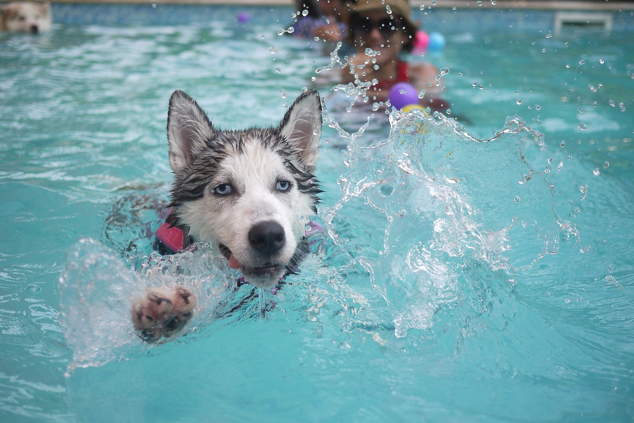 I psi mají rádi bazén. 