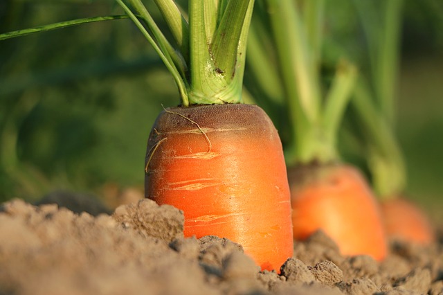 pěstování mrkví.jpg