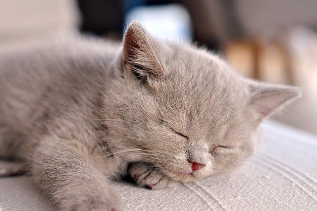 spánek koťátka