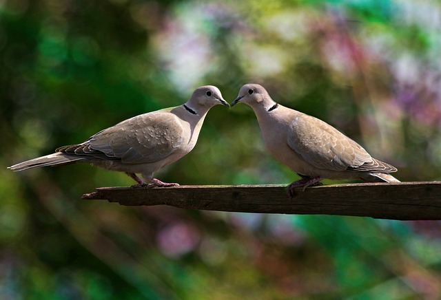 polibek holubů